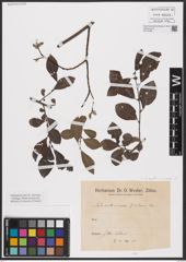 Foto von Salix aurita L. x Salix cinerea L.